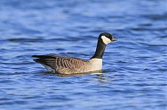 Cackling Goose